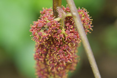 Ampelocissus latifolia